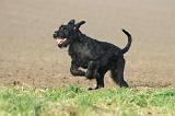 SCHNAUZER GEANT 074